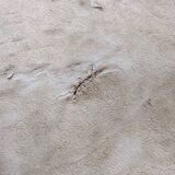 Pony skin carpet 160x142cm