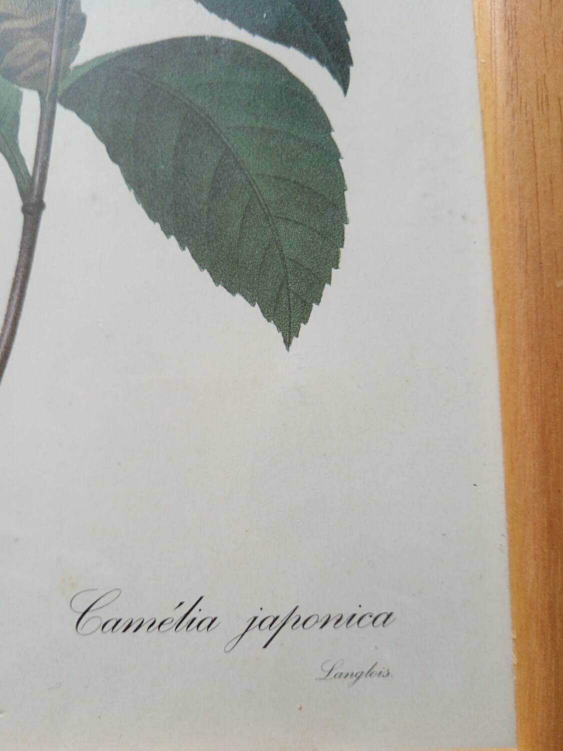 Vintage botanical illustration reboute.