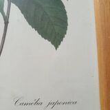 Vintage botanical illustration reboute.