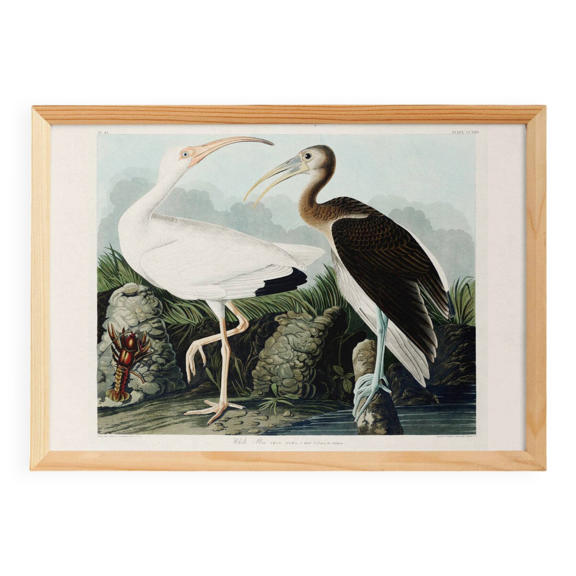 Poster for the white Ibis, based on an old engraving from 1827.