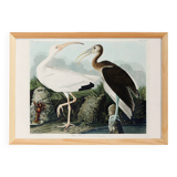 Poster for the white Ibis, based on an old engraving from 1827.