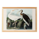Poster for the white Ibis, based on an old engraving from 1827.