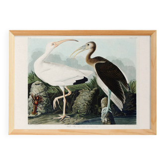 Poster for the white Ibis, based on an old engraving from 1827.