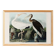 Poster for the white Ibis, based on an old engraving from 1827.