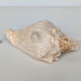 Pink shell, conch, stombus gigas, pink conch