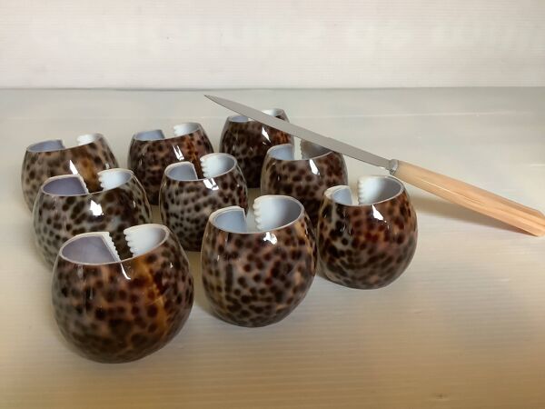 Neuf porte couteaux en coquillages cypraea tigris