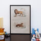 Illustration gravure animal vintage - Buffon 1850