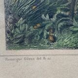 Engraving algiers