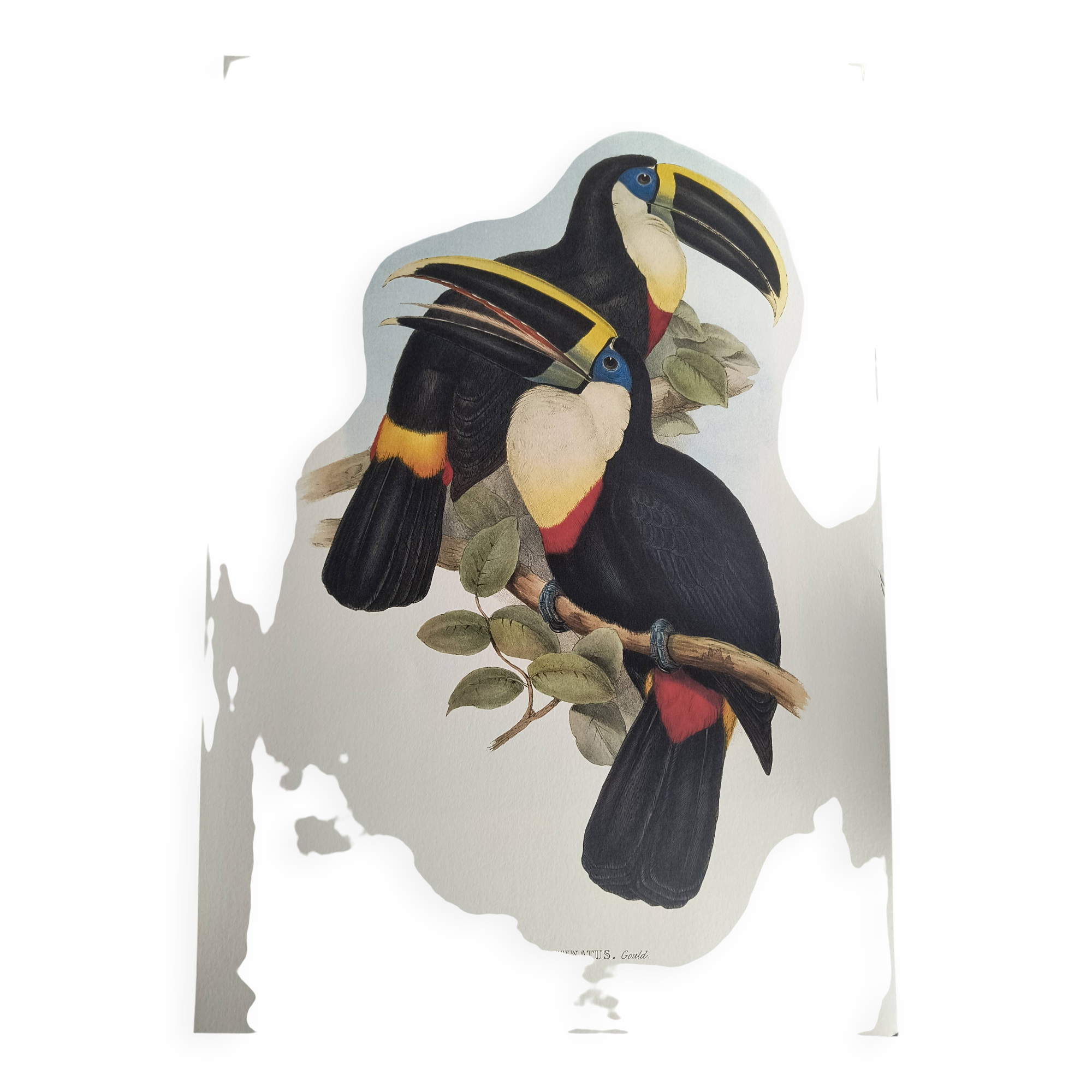 Illustration vintage - Toucan Culminatus - par J.Gould - planche oiseau