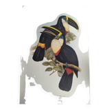 Illustration vintage - Toucan Culminatus - par J.Gould - planche oiseau