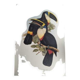 Illustration vintage - Toucan Culminatus - par J.Gould - planche oiseau