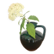 Accolay Vase