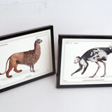 Set of 2 framed chimera lithography animal engraving