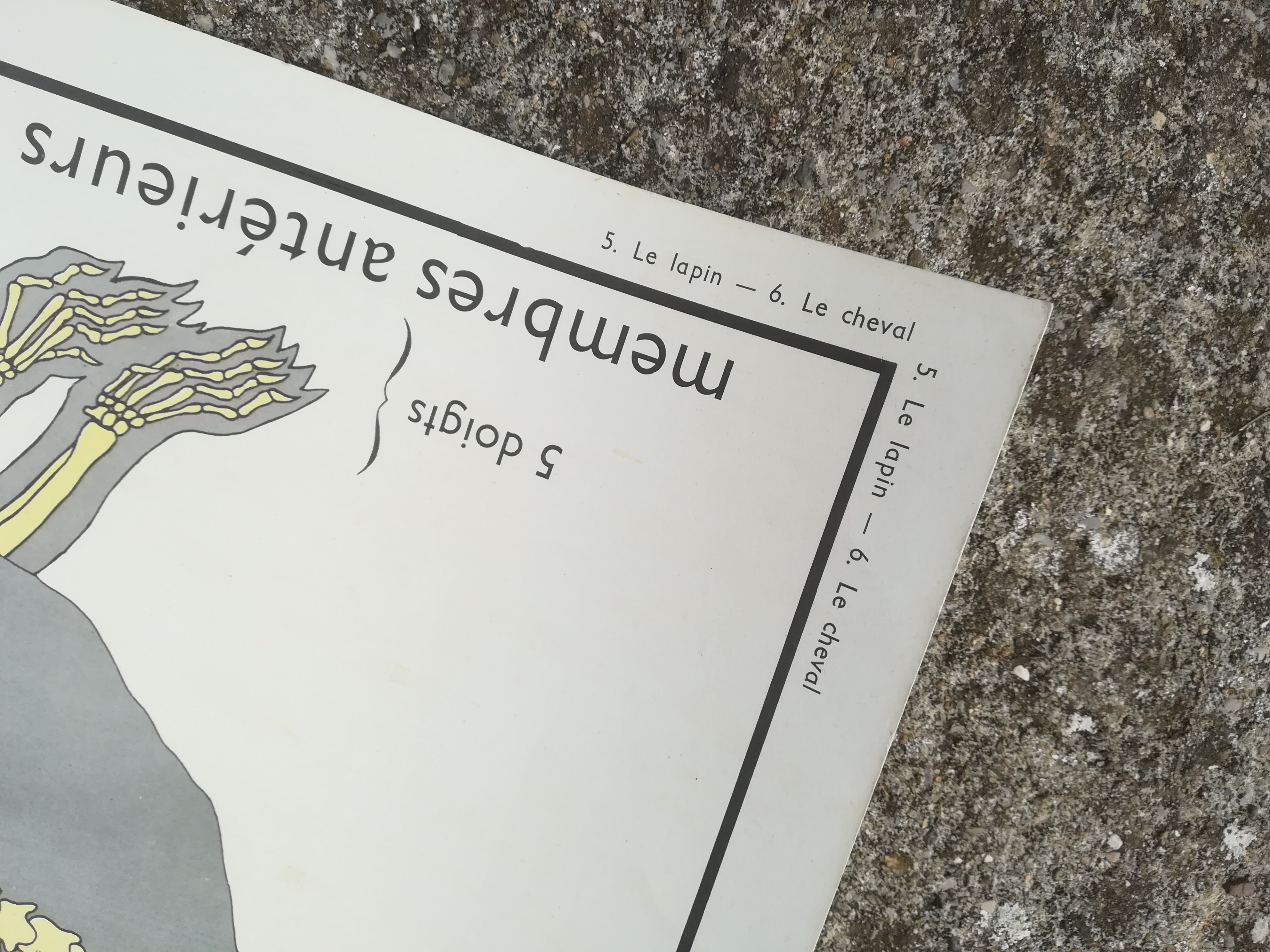 Rossignol pedagogical poster "The rabbit and the horse"