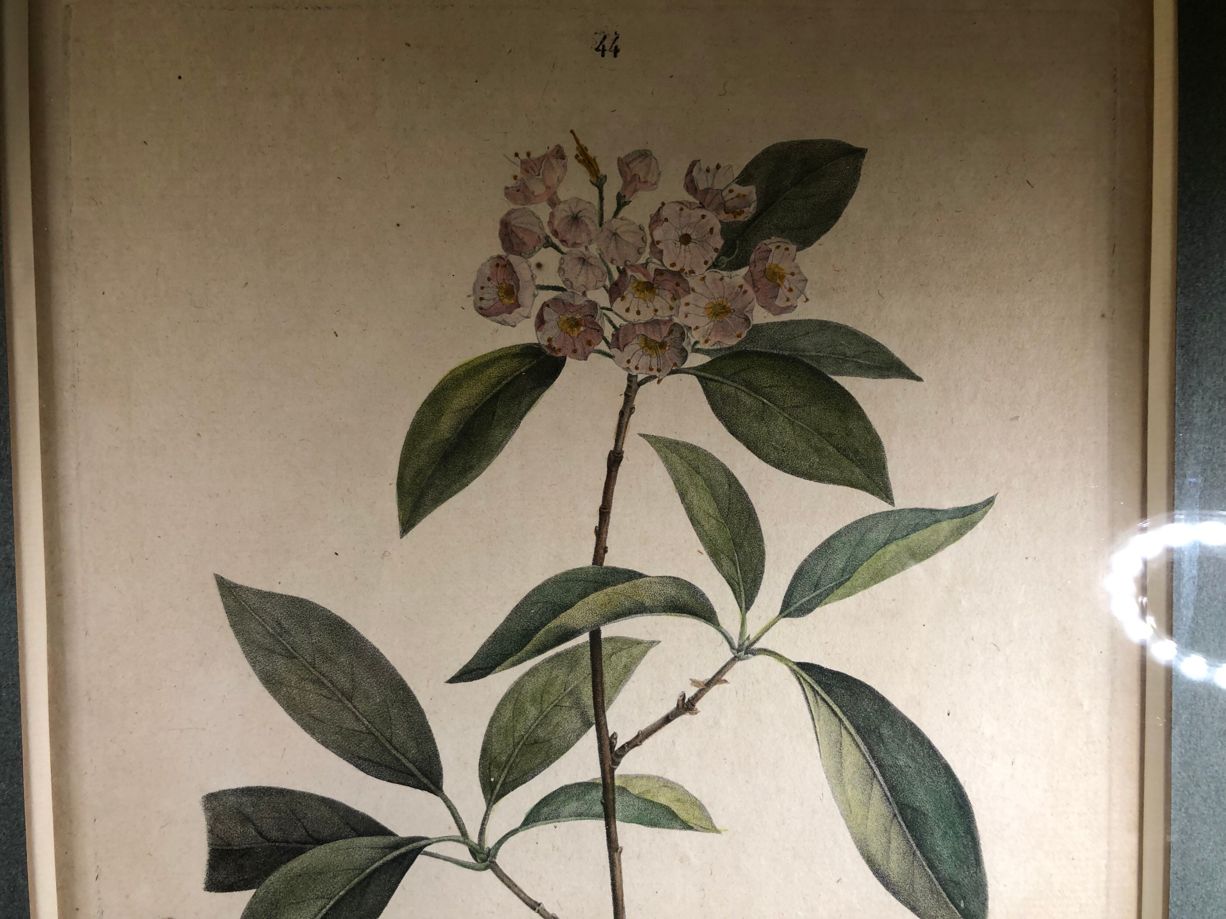 Poster board botanical illustration framed 19th flower Kalmia