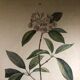 Poster board botanical illustration framed 19th flower Kalmia