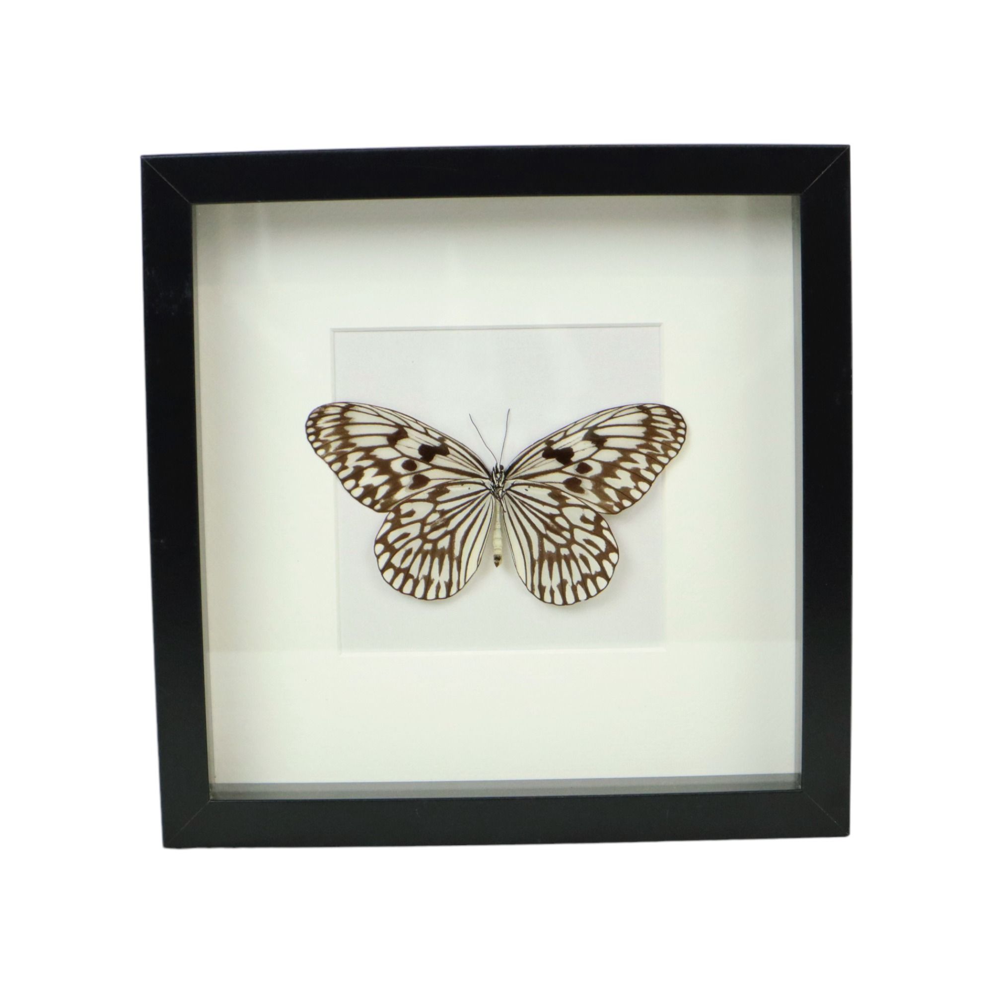 Asian Butterfly in Black Wooden Frame Insect Taxidermy Idea Idea