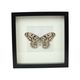 Asian Butterfly in Black Wooden Frame Insect Taxidermy Idea Idea