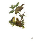 Old bird plate from the 1960s - Willow Warbler - Zoological and ornithological illustration