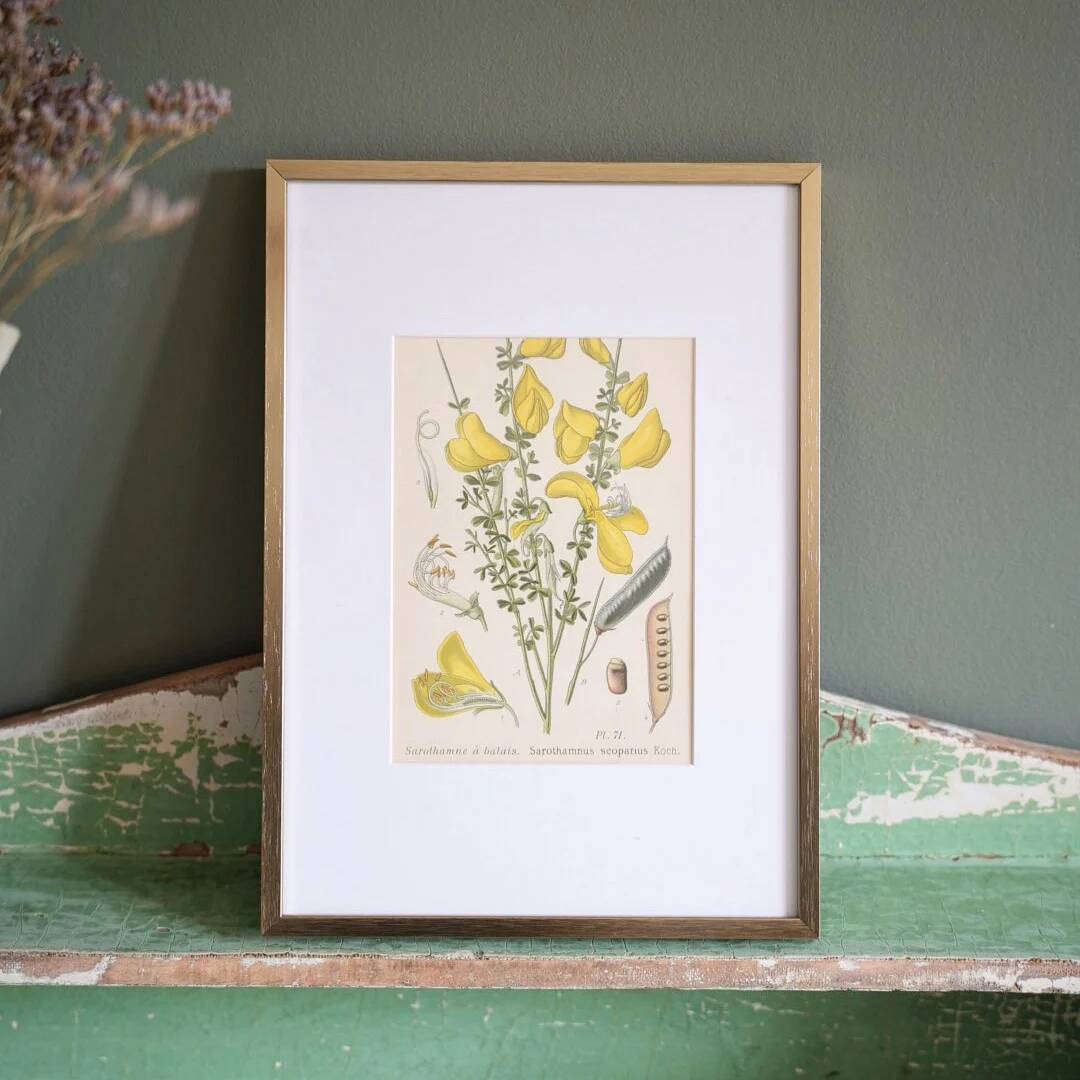 Botany under the Sarothamnus frame