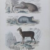 Affiche - gravure zoologique ancienne - uneau - ai -musc (mi 19ème)