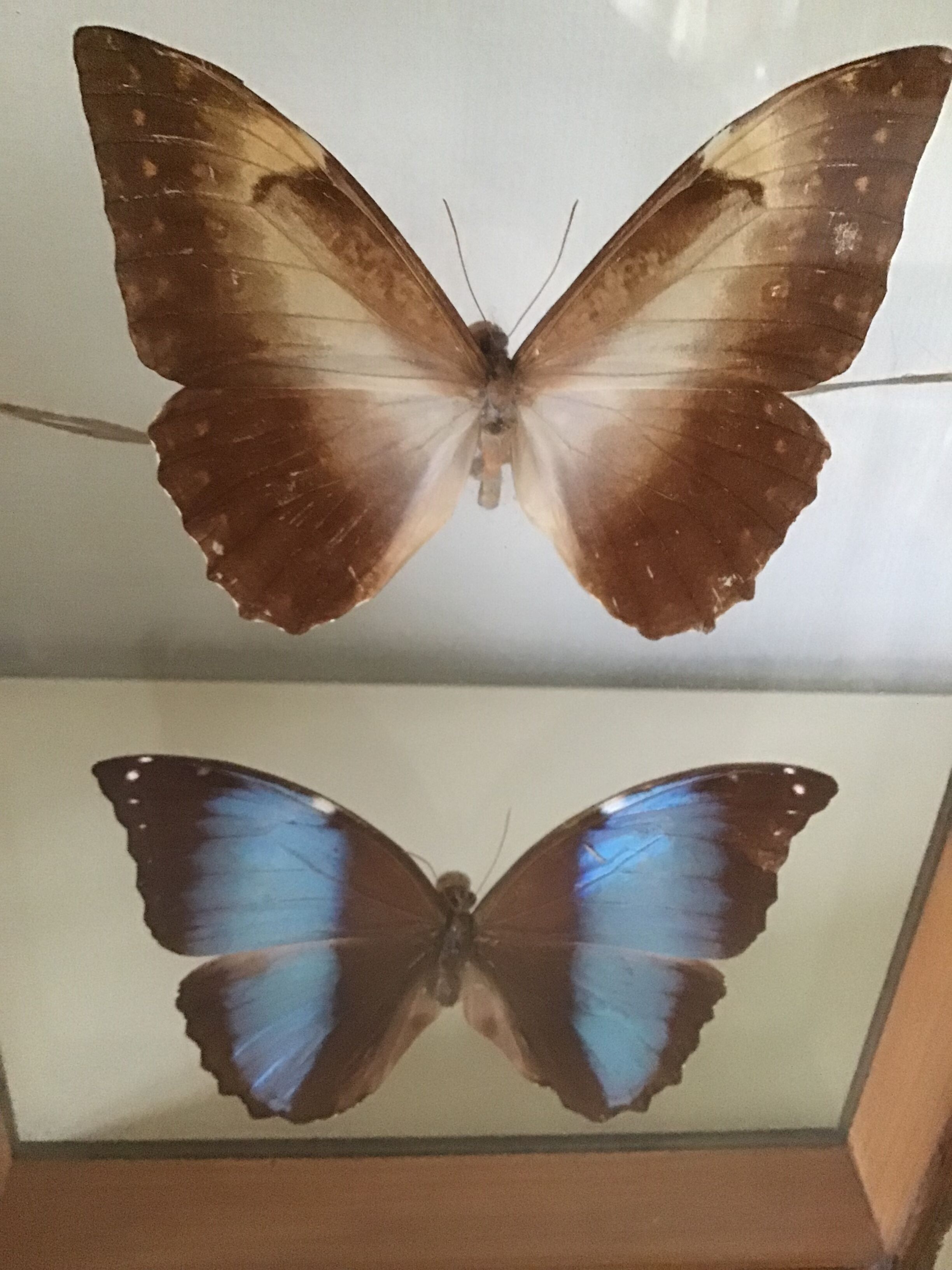Wooden frame with 2 butterflies