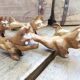 Set de 6 porte couteaux chien en bois