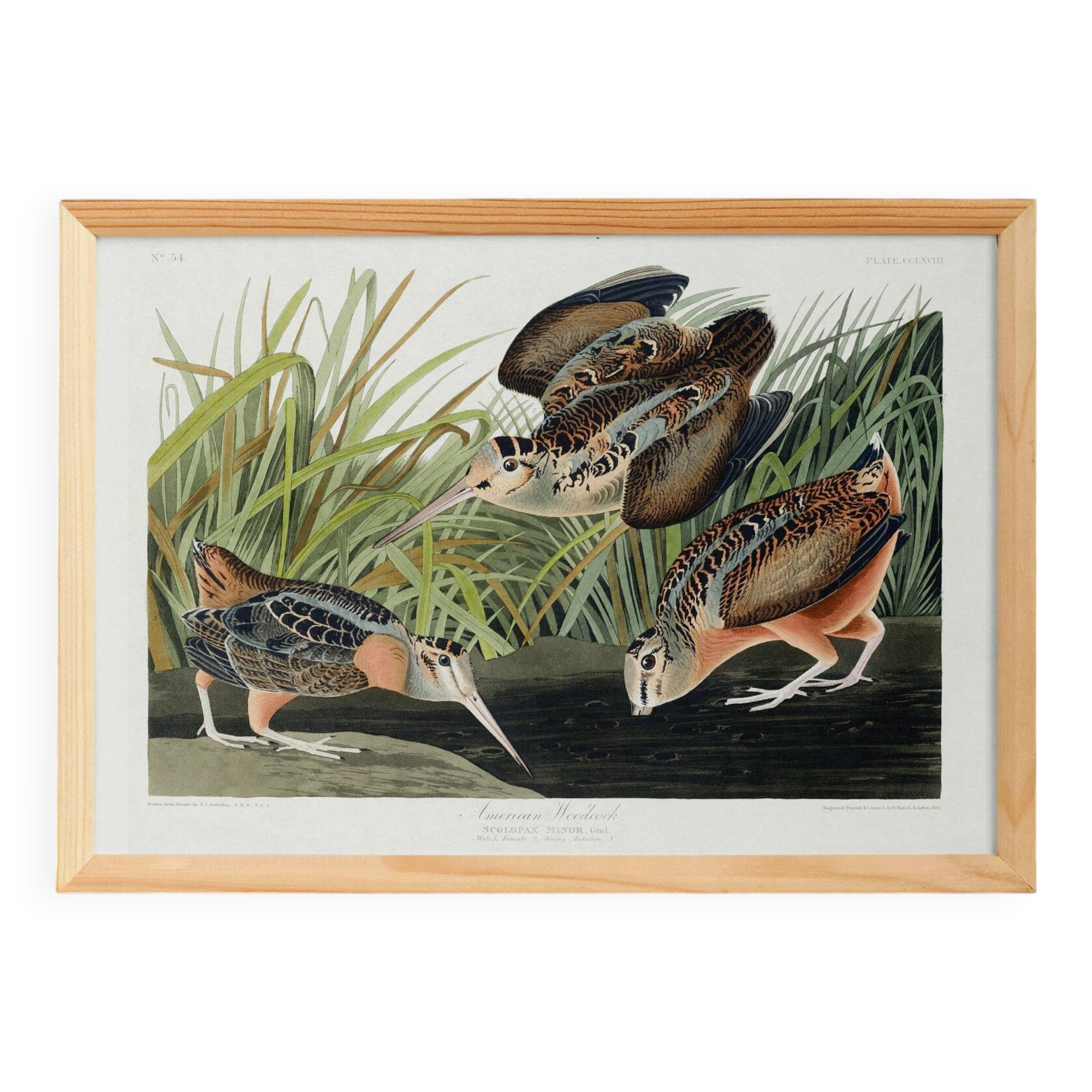 Affiche sur la Bécasse d’Amérique, d’après une gravure ancienne de 1827.