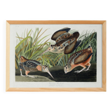 Affiche sur la Bécasse d’Amérique, d’après une gravure ancienne de 1827.