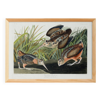 Poster about the American Woodcock, based on an old engraving from 1827.