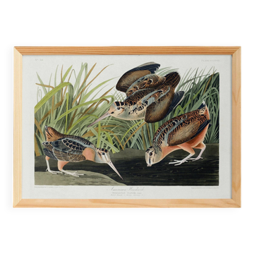 Poster about the American Woodcock, based on an old engraving from 1827.