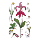 Affiche sur les plantes d'après une gravure de 1881 "narcisse"