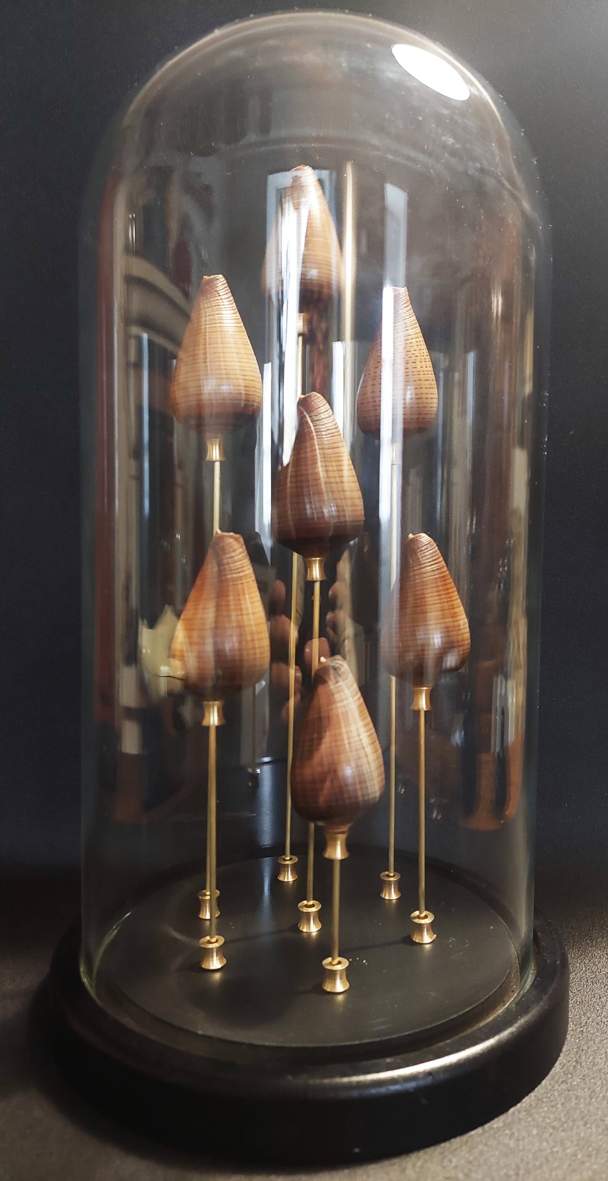 Cabinet of Curiosities globe with conus figulinus shells