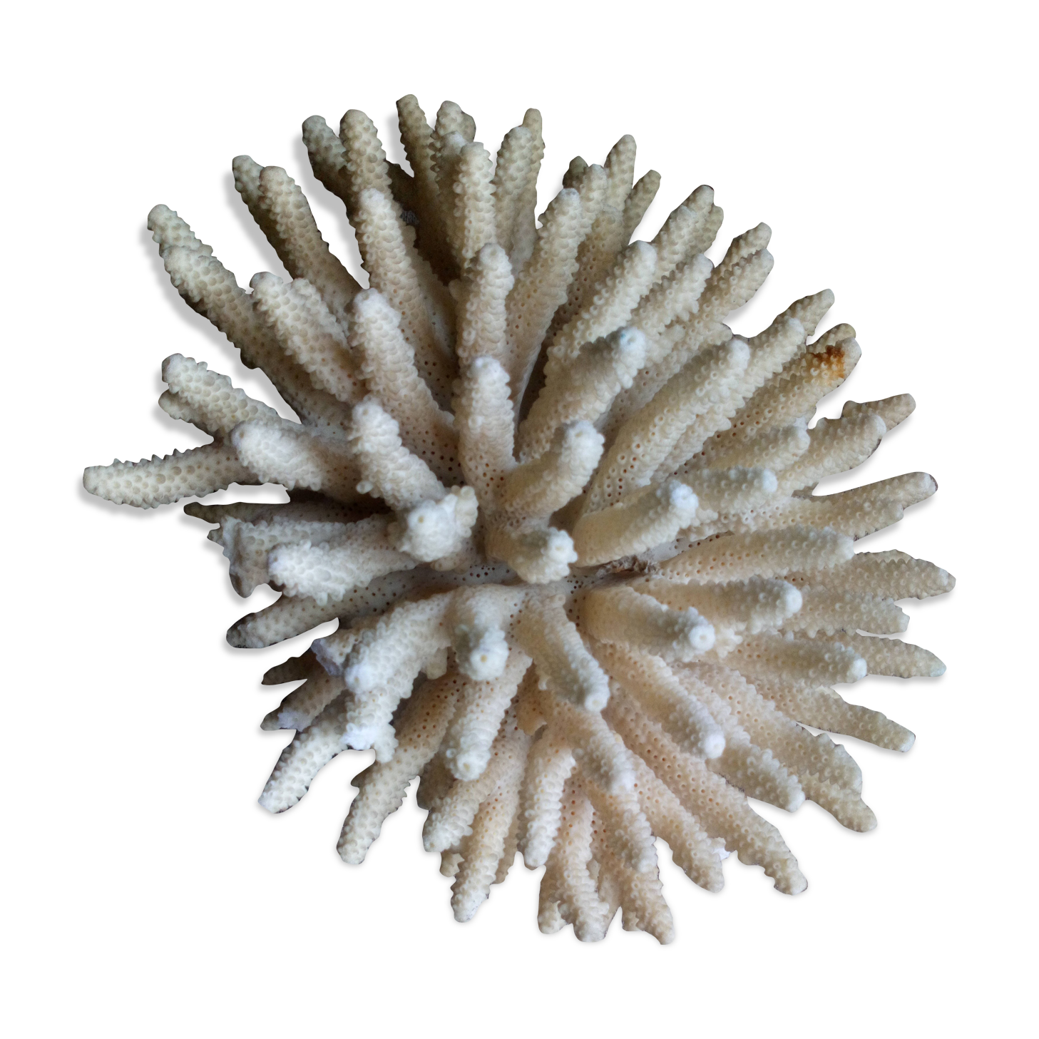 Ancient white coral bouquet