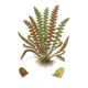 Engraving from 1889 - Scaly Fern by A. Pratt - Botanical Plate