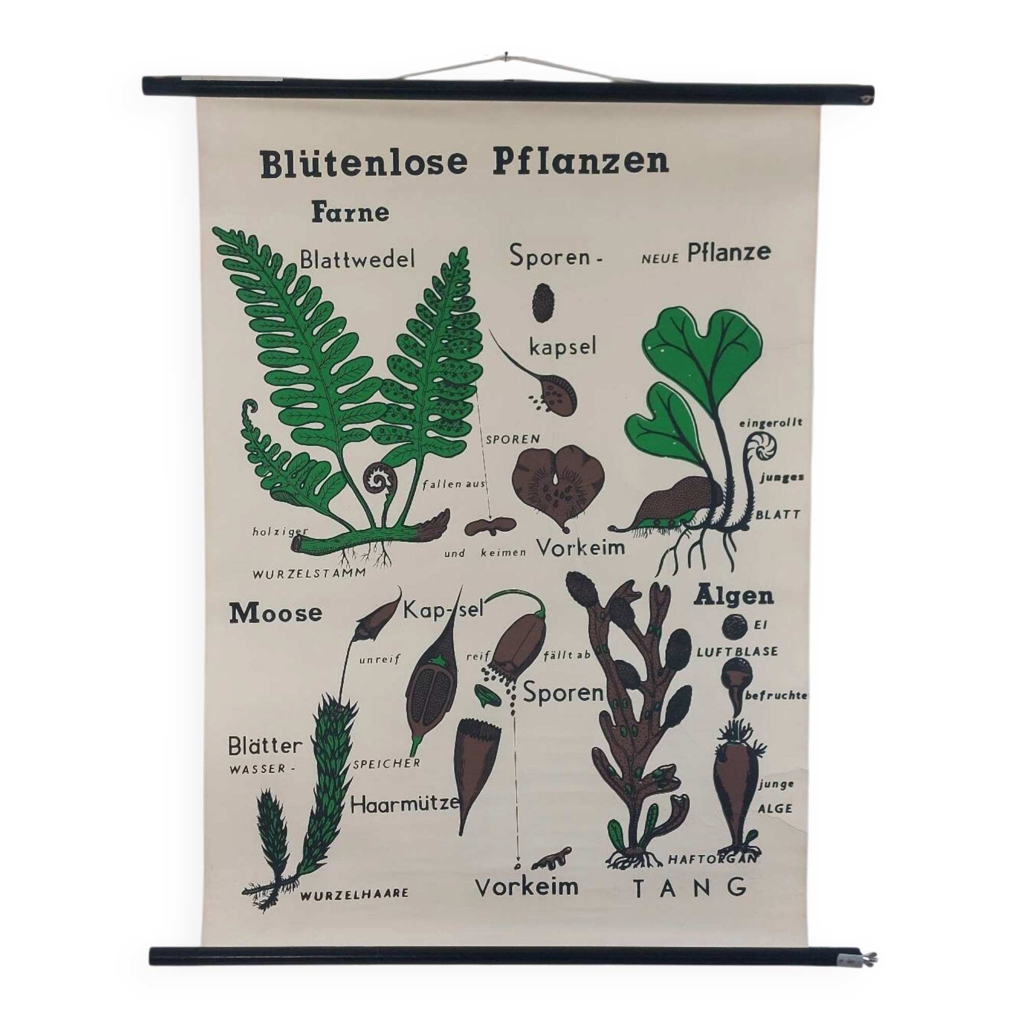 Vintage educational wall hanging roll chart biology