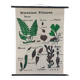 Vintage educational wall hanging roll chart biology
