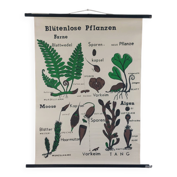 Affiche murale éducative vintage biologie