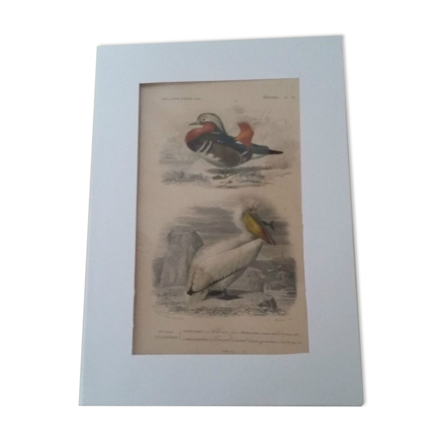 Antique print XIXth palmiped birds