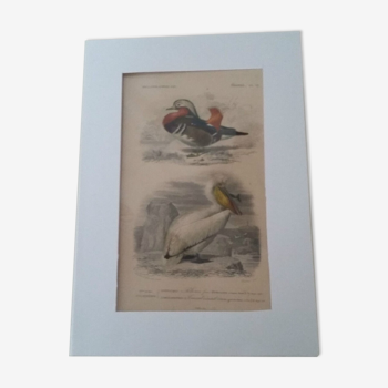 Gravure ancienne XIXème oiseaux palmipèdes