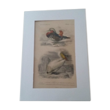 Gravure ancienne XIXème oiseaux palmipèdes