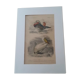 Gravure ancienne XIXème oiseaux palmipèdes
