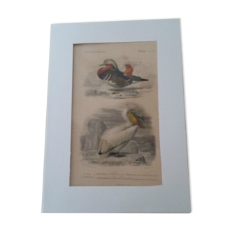 Gravure ancienne XIXème oiseaux palmipèdes