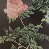 Lithographie Rose d’après Redouté