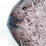 Plateau de poissons Marius Giuge