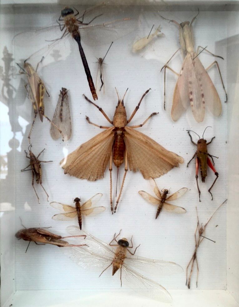 Entomologist's showcase, insect collection, 20th century