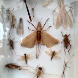 Entomologist's showcase, insect collection, 20th century