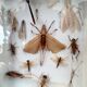 Vitrine entomologiste, collection d’insectes, XX siècle