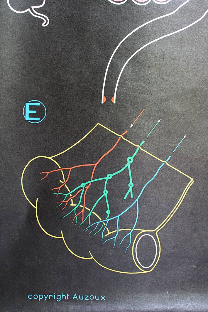 Poster of the digestive system Doctor Auzoux