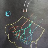 Poster of the digestive system Doctor Auzoux